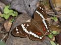 Anartia fatima (Banded Peacock).jpg